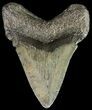 Bargain, Fossil Megalodon Tooth #63970-2